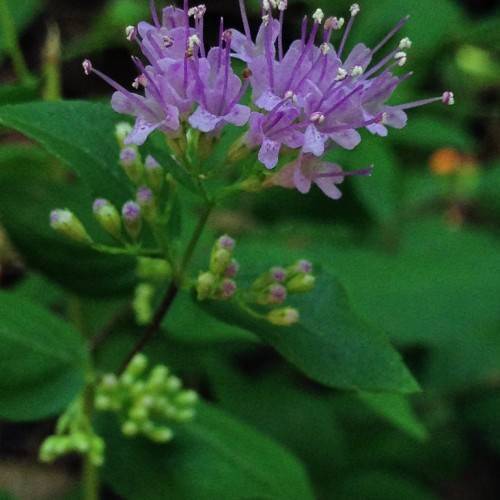 violet flowers with purple filaments and white anthers, dark-green leaves and purple-green buds on green stems