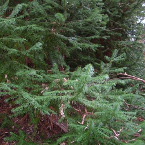 dark-green foliage on green stems and brown branches