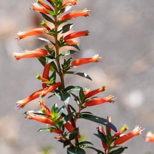 orange-white flowers with purple stamens, dark-green leaves on red-yellow stems