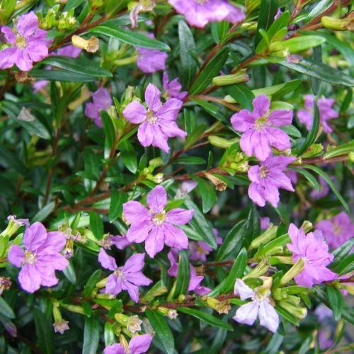 purple-pink flowers with yellow-white center and green leaves with light-green veins on red-brown stems