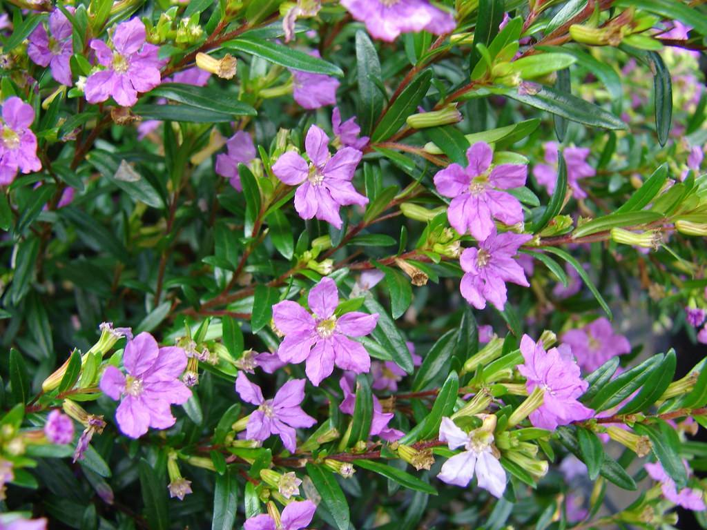 purple-pink flowers with yellow-white center and green leaves with light-green veins on red-brown stems