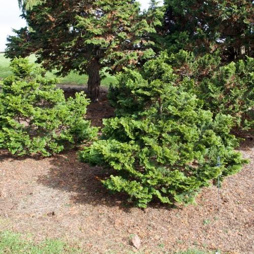 A small tree with a miniature brown trunk giving growth to multiple brown branches that are full of green leaves.