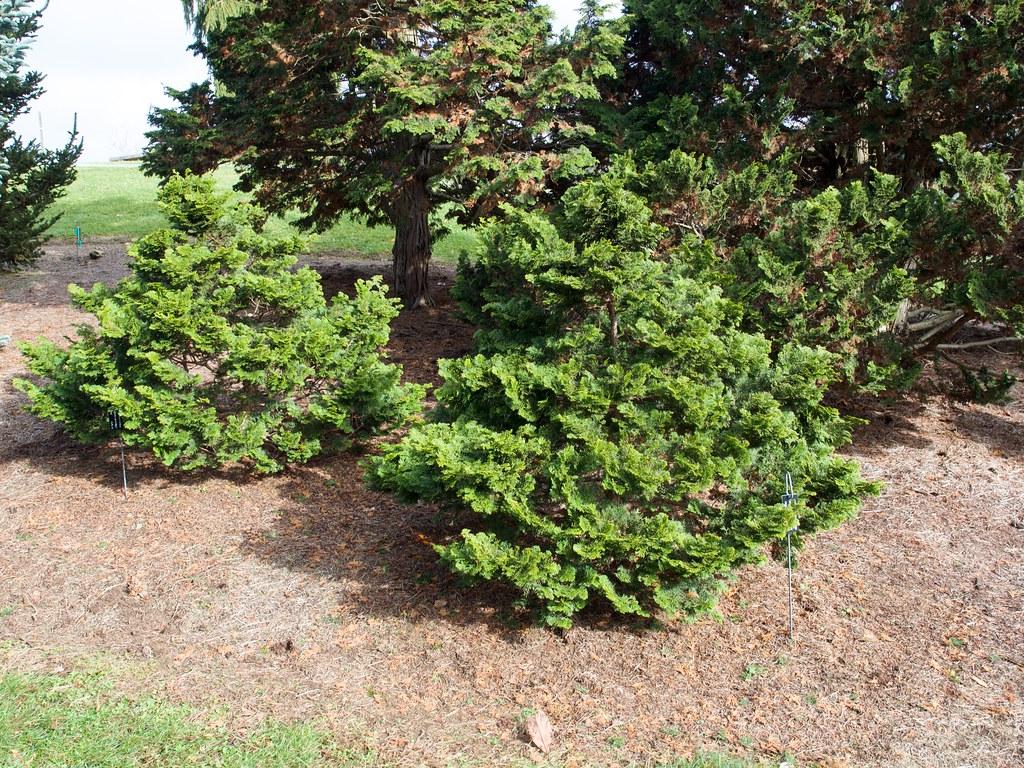 A small tree with a miniature brown trunk giving growth to multiple brown branches that are full of green leaves.