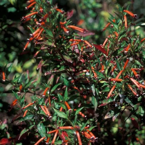 red-orange flowers with green-burgundy leaves and burgundy stems