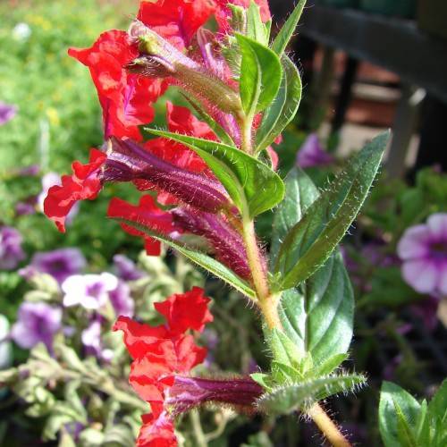 purple-red flowers and green leaves with green veins on a yellow-green stem