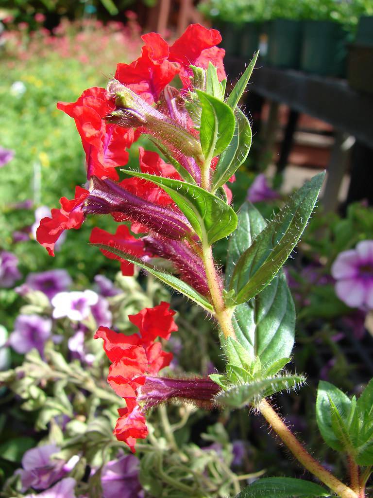purple-red flowers and green leaves with green veins on a yellow-green stem