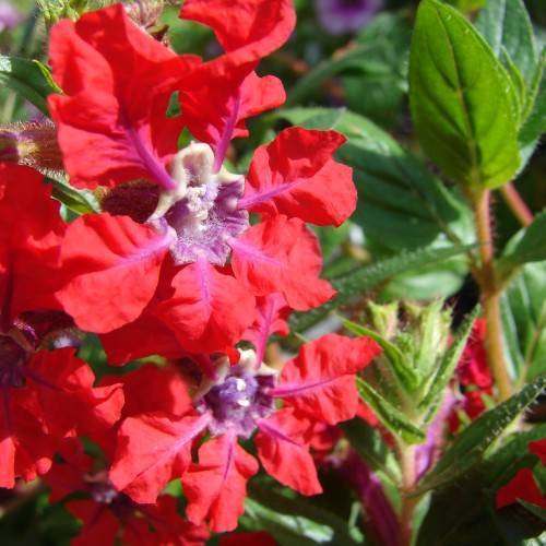 red flowers with white-purple center and green leaves with green veins on yellow-pink stems