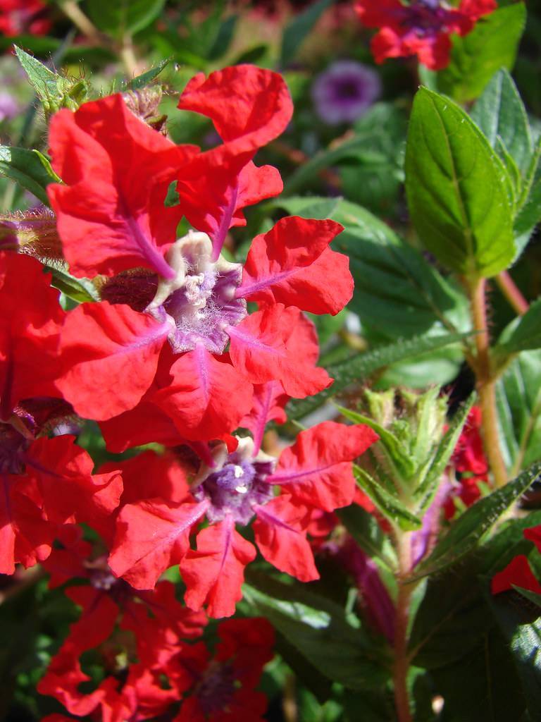 red flowers with white-purple center and green leaves with green veins on yellow-pink stems