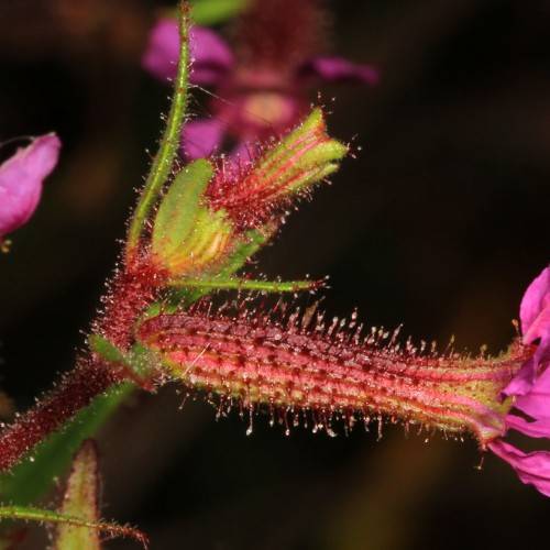 a red-green stem with a red-green bud and purple flowers
