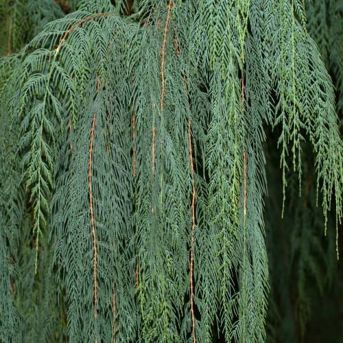 dark-green foliage on light-orange stems