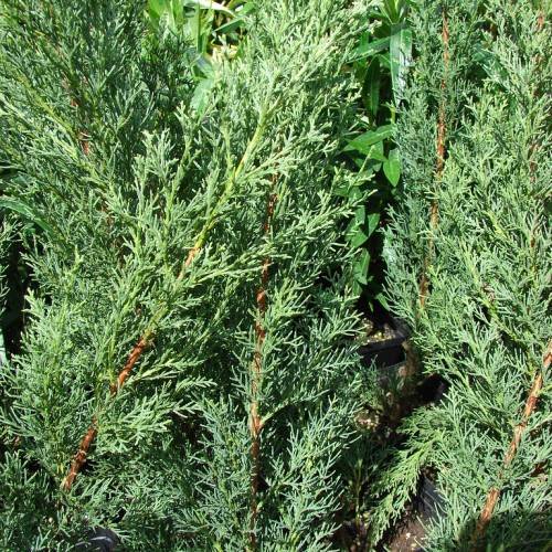 green foliage on green-orange stems