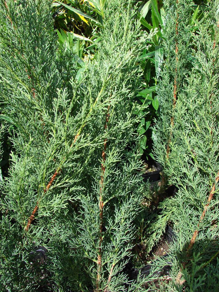 green foliage on green-orange stems