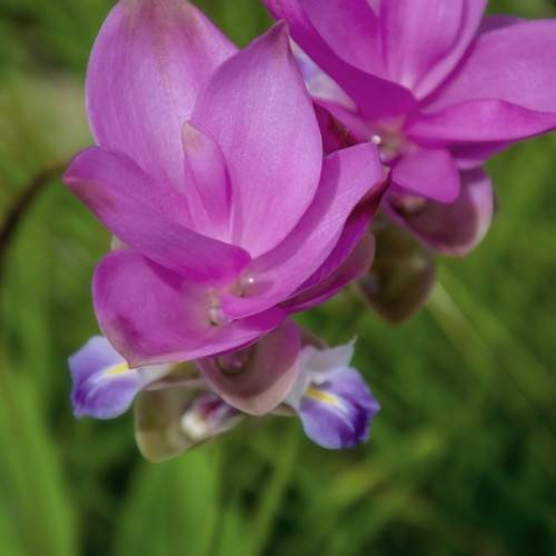 purple-pink flowers