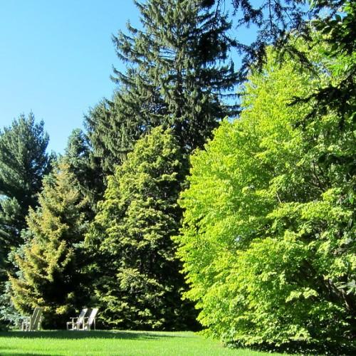 Tree with brown stem, brown branches, filled with green leaves.