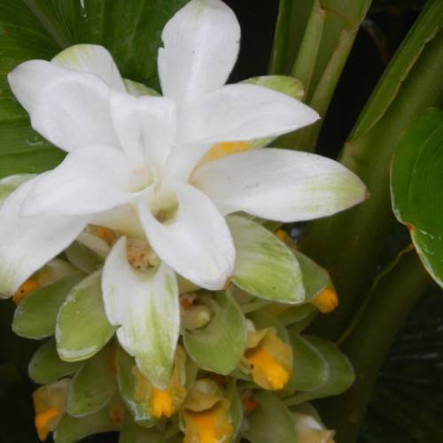 white flowers with orange-green leaves