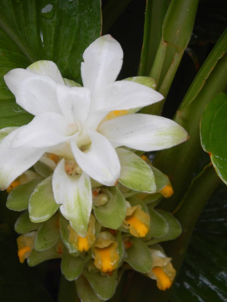 white flowers with orange-green leaves