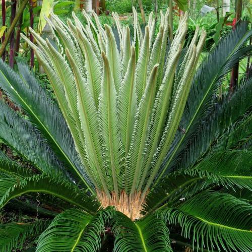 green foliage with lime-green stems
