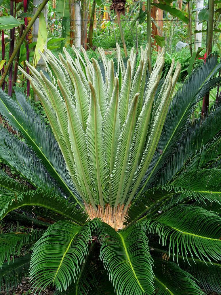 green foliage with lime-green stems