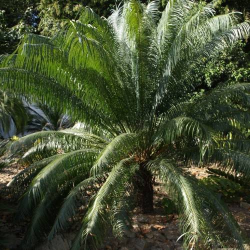 dark-green foliage with lime-green stems and a dark-brown trunk