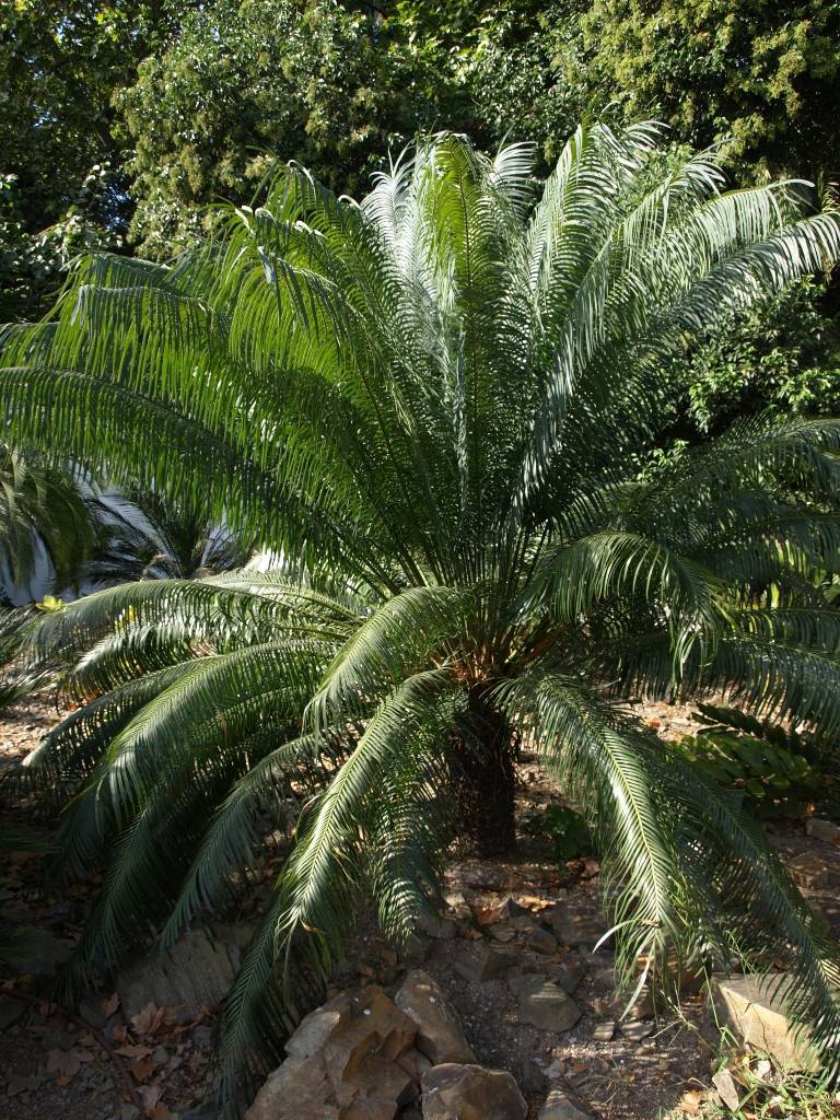 dark-green foliage with lime-green stems and a dark-brown trunk