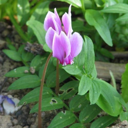 purple-white flowers, red-brown stems and green leaves with green veins
