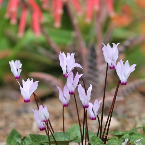 purple-lavender flowers with burgundy stems, and green leaves