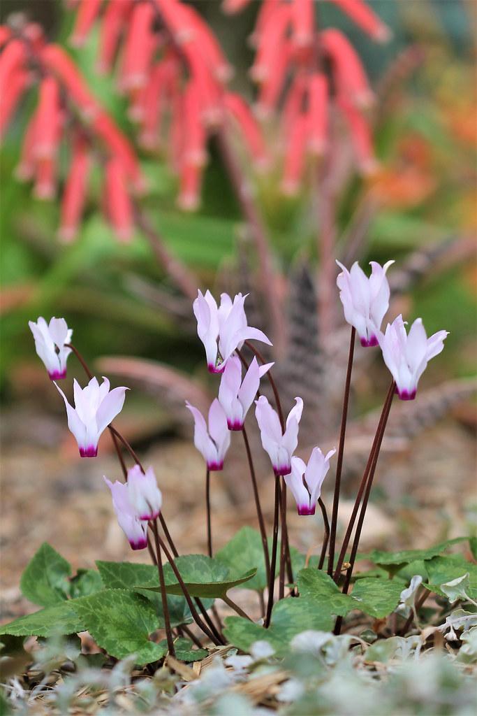 purple-lavender flowers with burgundy stems, and green leaves 