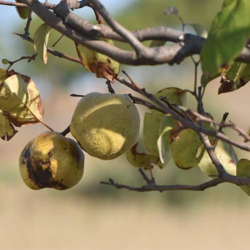 pale-yellow fruits on brown twigs and light-brown branches with green leaves