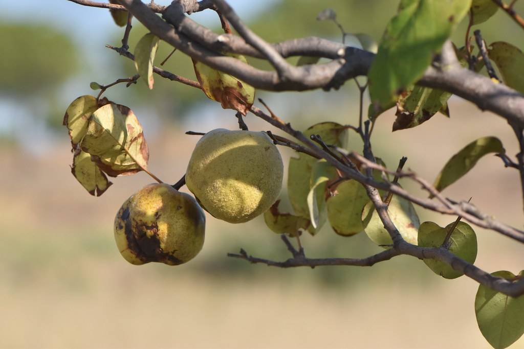 pale-yellow fruits on brown twigs and light-brown branches with green leaves