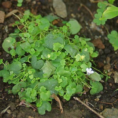 a white flower and green leaves with lime-green stems
