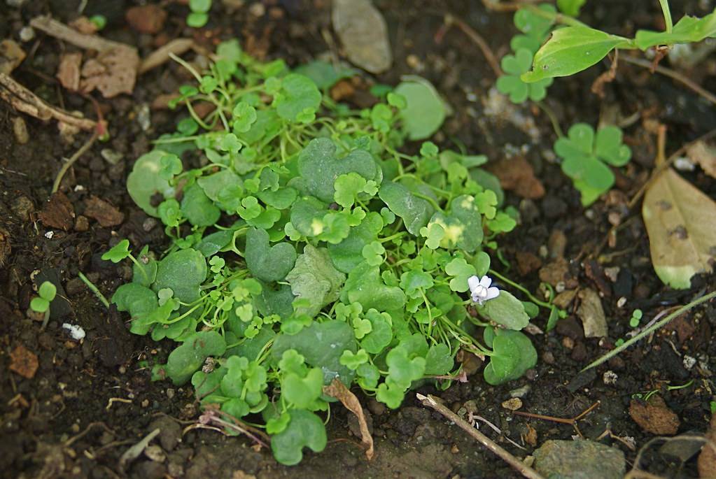 a white flower and green leaves with lime-green stems