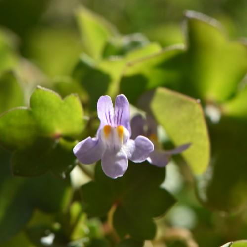 light-purple flowers with yellow-white center, lime leaves and green stems