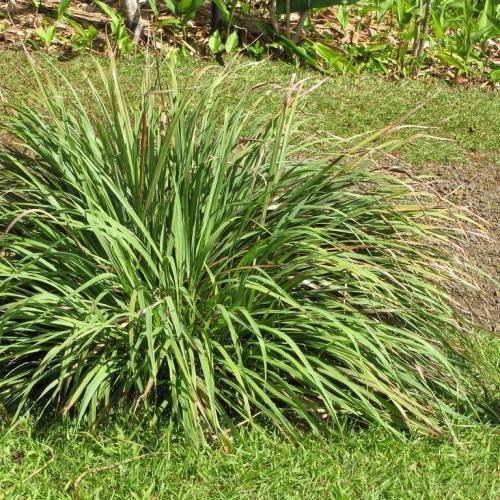 green-yellow foliage