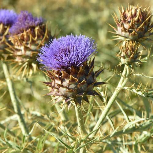 violet flowers with deep-purple center and god-brown buds on light-green stems
