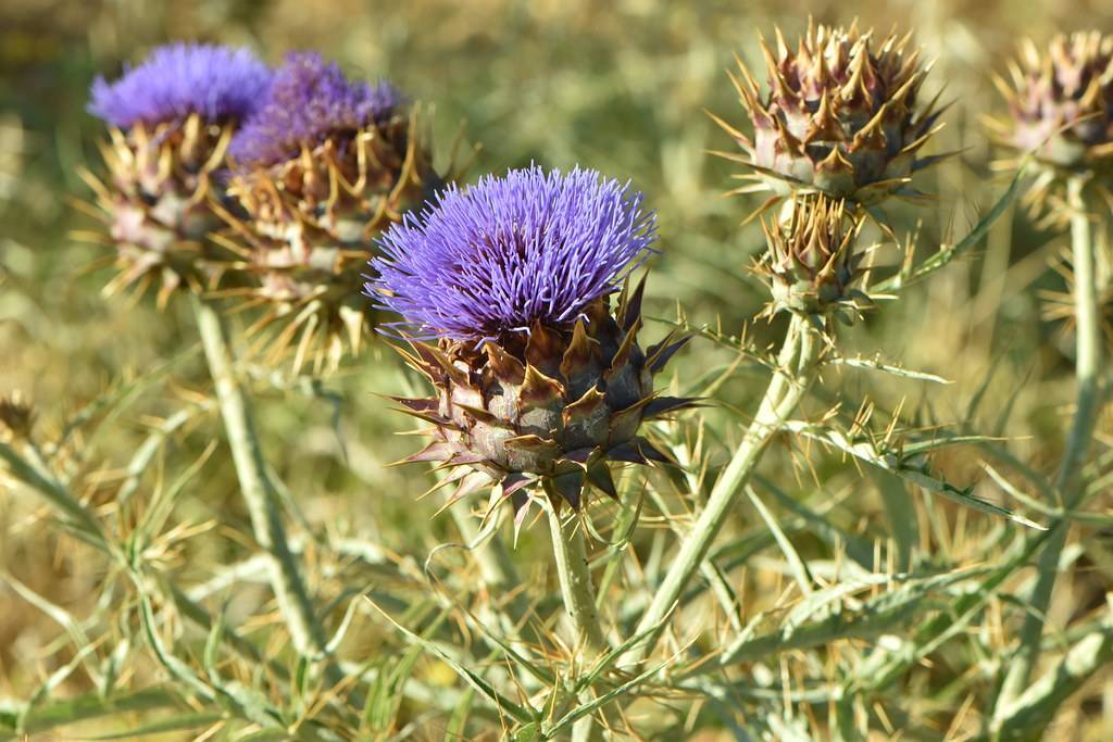 violet flowers with deep-purple center and god-brown buds on light-green stems