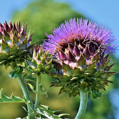 violet-purple flowers with green-purple foliage and light-green stems