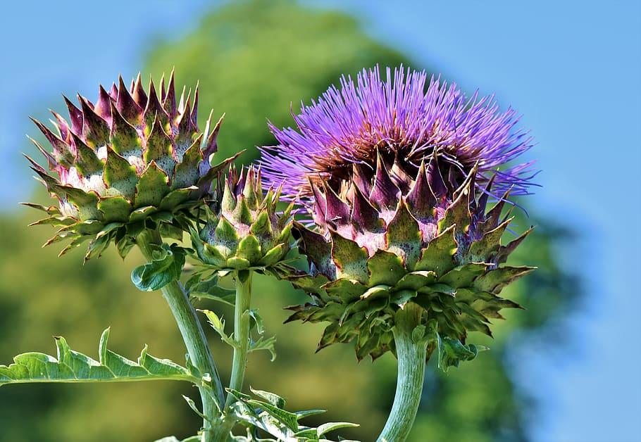 violet-purple flowers with green-purple foliage and light-green stems