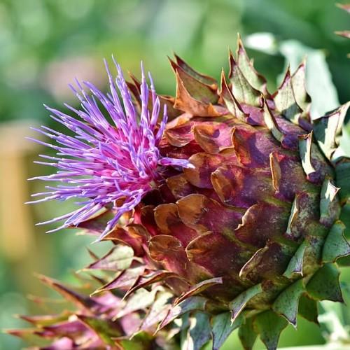 violet-pink flowers with green-brown foliage and green stem