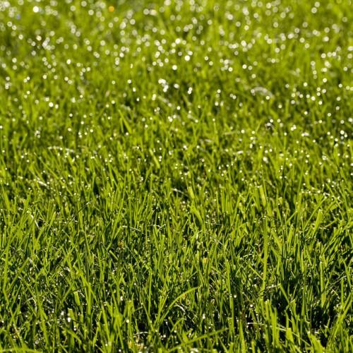 green foliage and stems with white flowers
