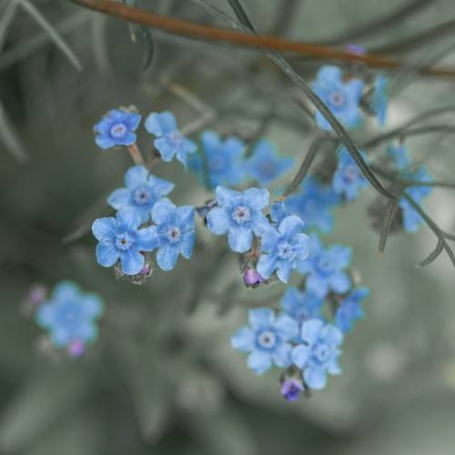 light-blue flowers with light-blue center and grey petioles and stems