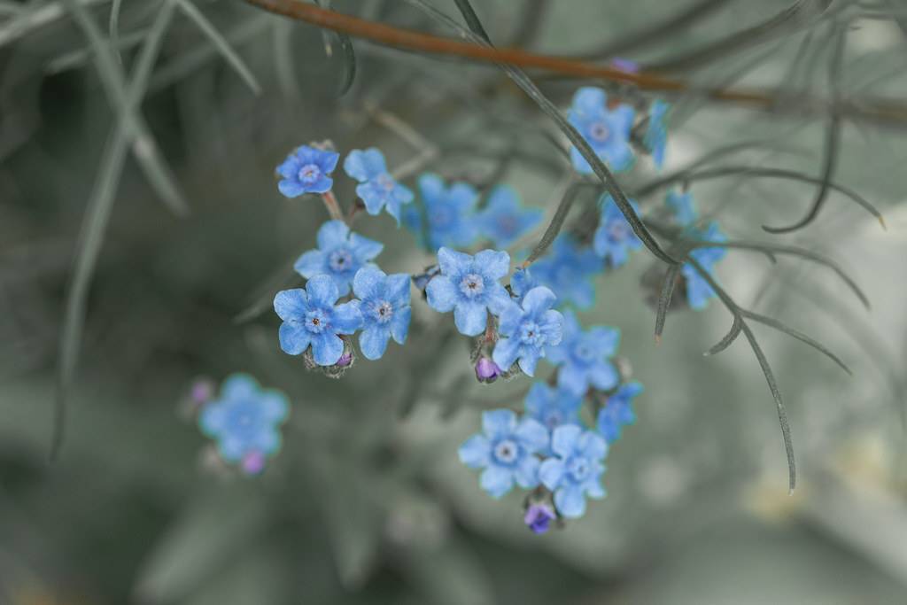 light-blue flowers with light-blue center and grey petioles and stems 