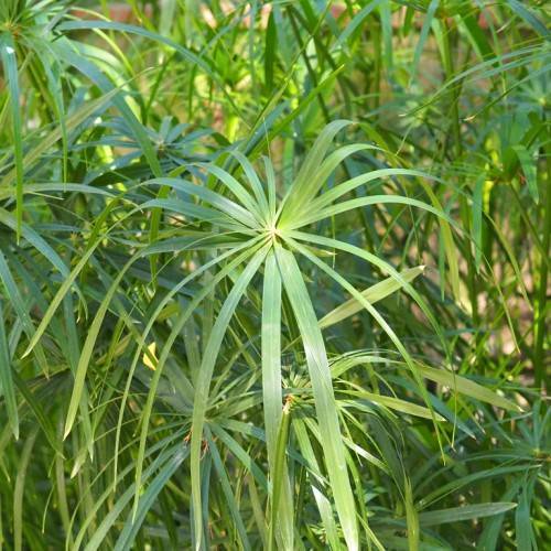 yellow-green foliage with light-green midribs