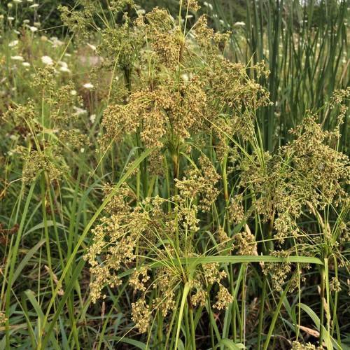 pale-yellow flowers with green leaves and green stems