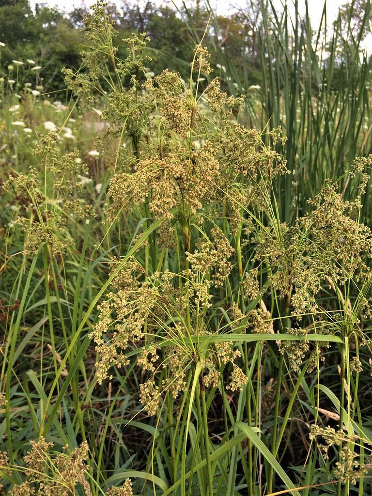 pale-yellow flowers with green leaves and green stems