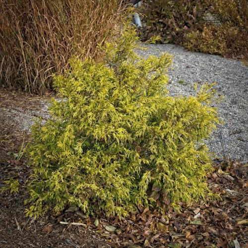Yellow-green foliage.