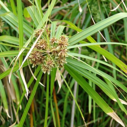 brown-lime flowers with lime-beige leaves and stems