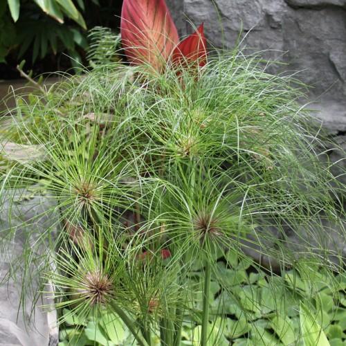 lime-burgundy foliage and lime stems