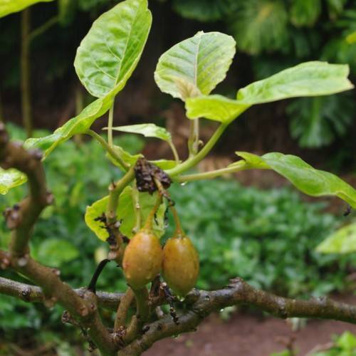pale-orange fruits, green-yellow leaves with light-green veins on light-green petioles and dark-brown branches