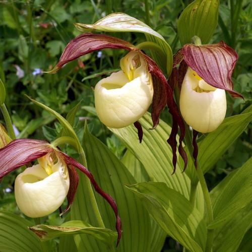 yellow-burgundy flowers with lime-olive leaves and stems