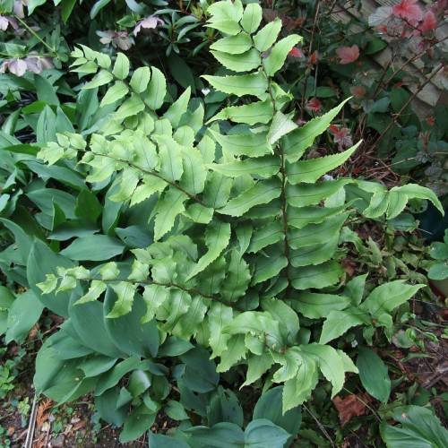light-green leaves with dark-green midribs on dark-brown stems